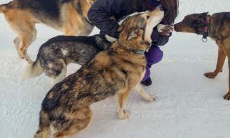 Snowhook adventure guides of alaska dog sledding tours PSX 20190214 215247