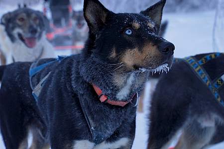 Snowhook Adventure Guides of Alaska: Dog Sled Tours