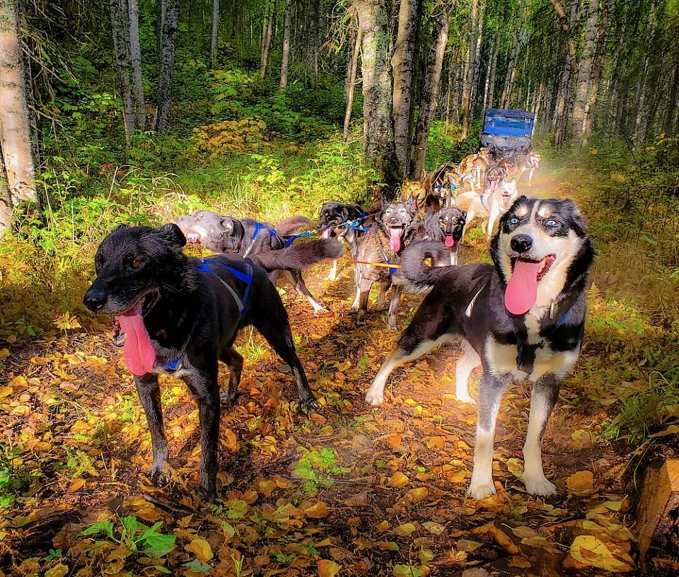 head out on the trail in a comfortable 5-passenger side-by-side UTV pulled by the team of powerful huskies.