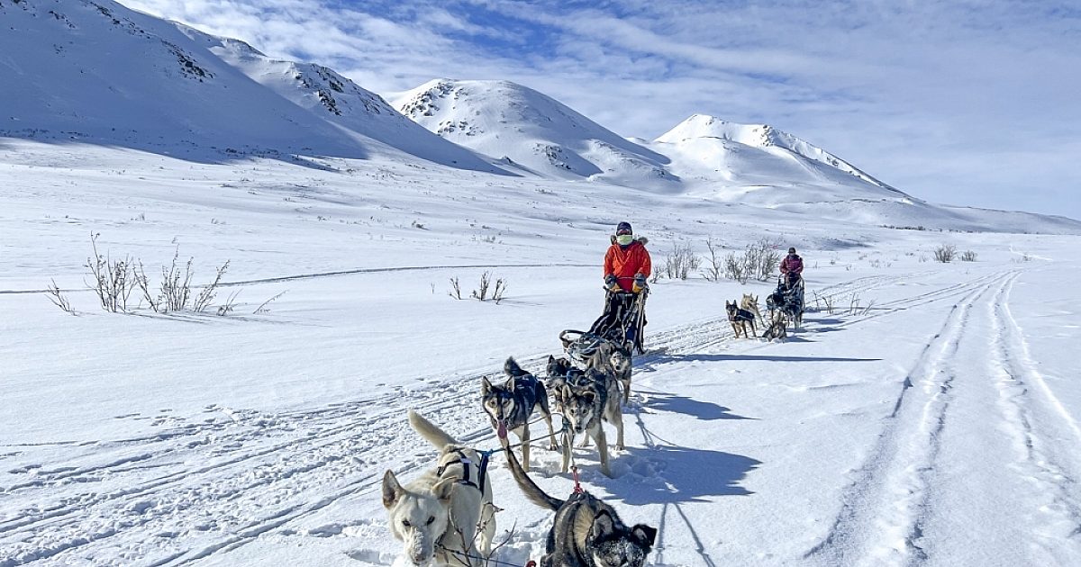 Denali National Park Dog Mushing