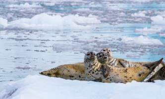 Colleen Stephens Harbor Seals alaska valdez stan stephens glacier wildlife cruises