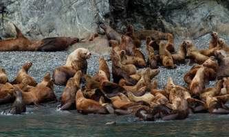 Colleen Stephens Sea Lions2 alaska valdez stan stephens glacier wildlife cruises
