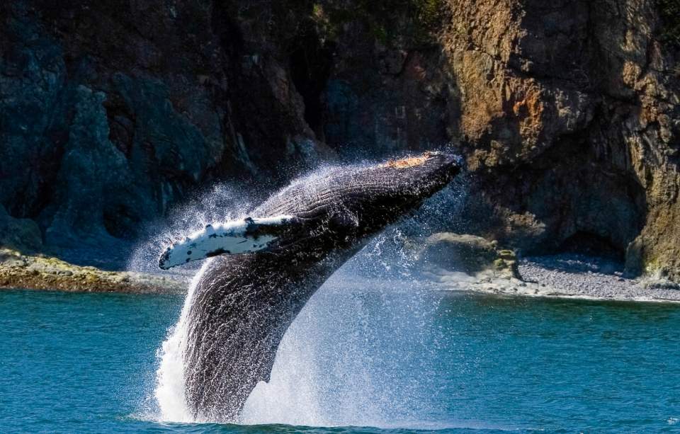 A humpback whale in mid jump out of the water.