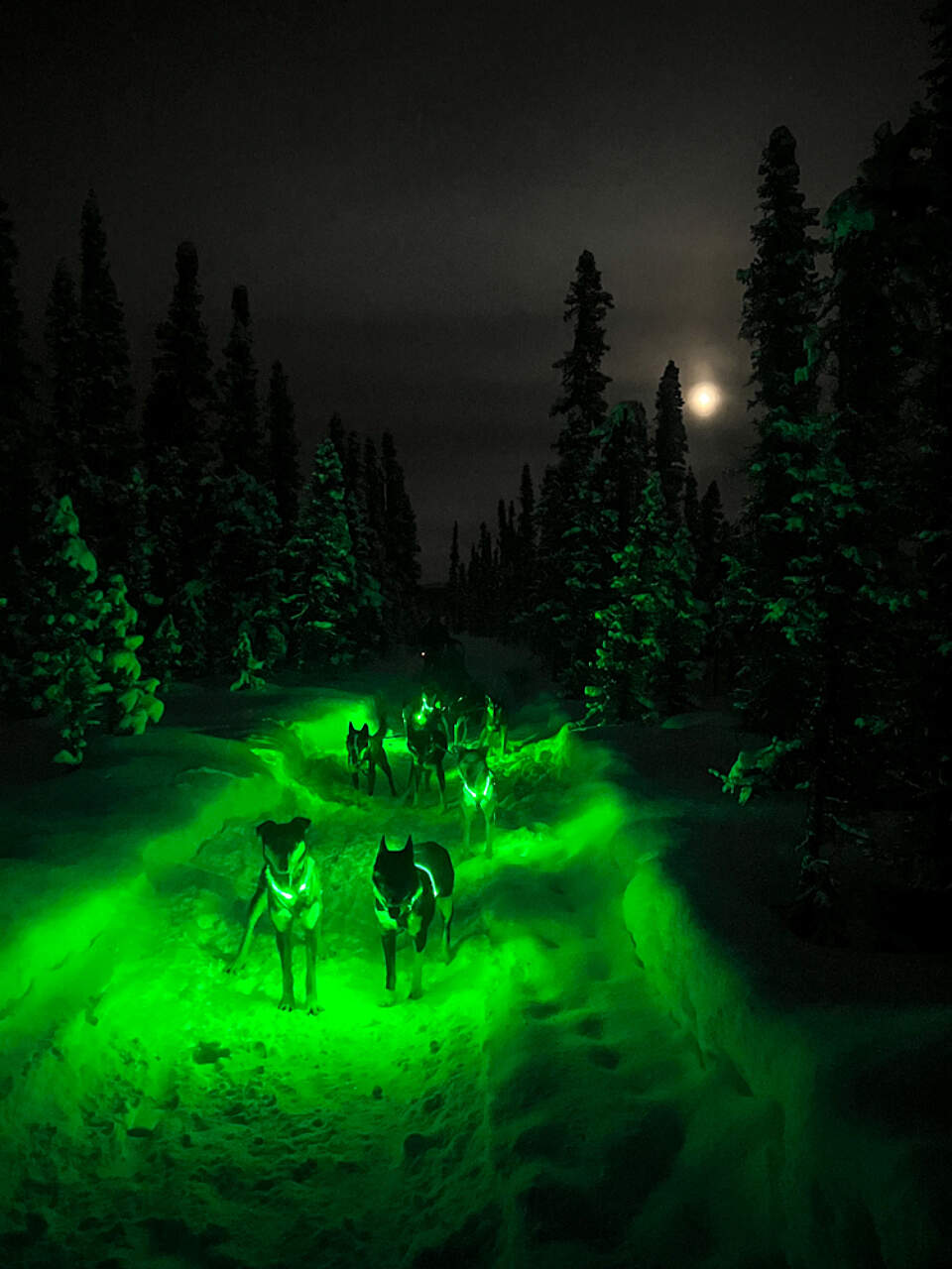 Glide under a sky full of stars with Susitna Sled Dog Adventures with a chance to see shimmering auroras.