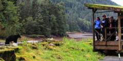 Taquan Air Neets Bay Bear Viewing