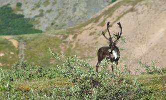 Alaska temsco denali flightseeing tours 2019 caribou Brian Cassidy TEMSCO Helicopters Denali Flightseeing Tours