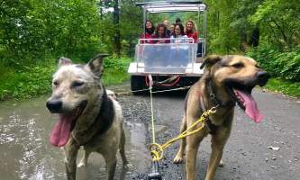 Alaska temsco mendenhall dog sledding Dog Sledding Summer Camp mushing cart TEMSCO Dog Sledding Summer Camp