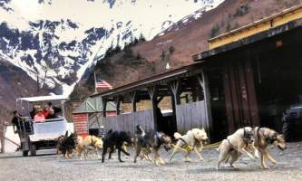 Alaska temsco mendenhall dog sledding Summer Dogs Cart in Motion 1 TEMSCO Dog Sledding Summer Camp