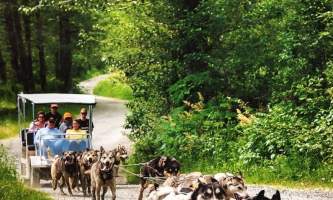 Alaska temsco mendenhall dog sledding Summer Dogs Cart in Motion TEMSCO Dog Sledding Summer Camp