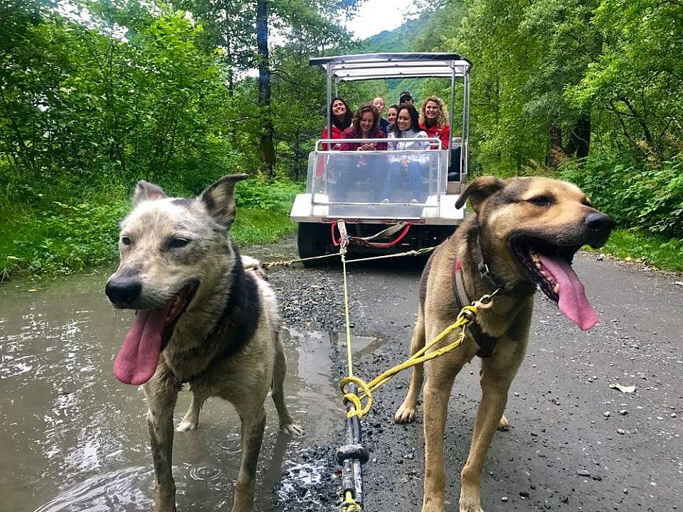 Sled dogs pull passengers on a wheeled cart through the woods