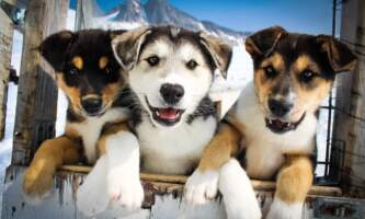 Temsco skagway glacier dogsled experience 1