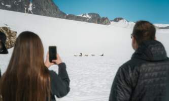 Temsco skagway glacier dogsled experience 8
