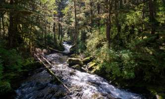 Ketchkian Magical Old Growth Creek Trek alaska tongass teague llc alaska org