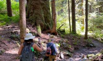 Old Growth Spruce on Trail alaska tongass teague llc alaska org
