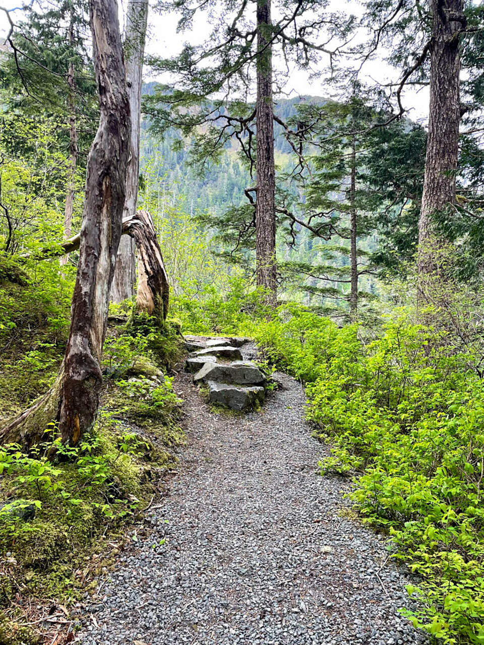 Experience the serenity of Mosquito Cove on a Tongass Treks day hike, where scenic beauty and peaceful trails await.