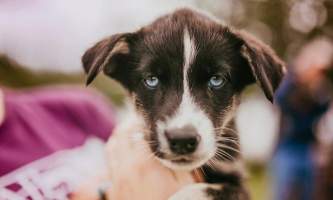 Summer Blue Eyed Puppy