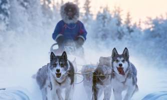 Winter Sled Dog Team