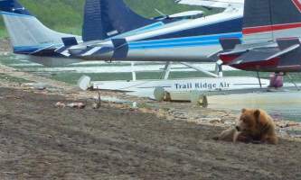 Trail Ridge Air Bear Viewing Katmai20132019