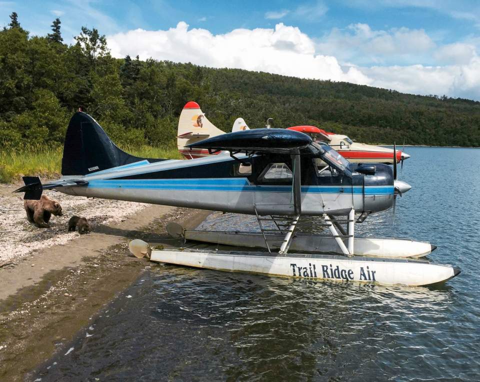 A bear and her cub check out two float planes docked on the beach.
