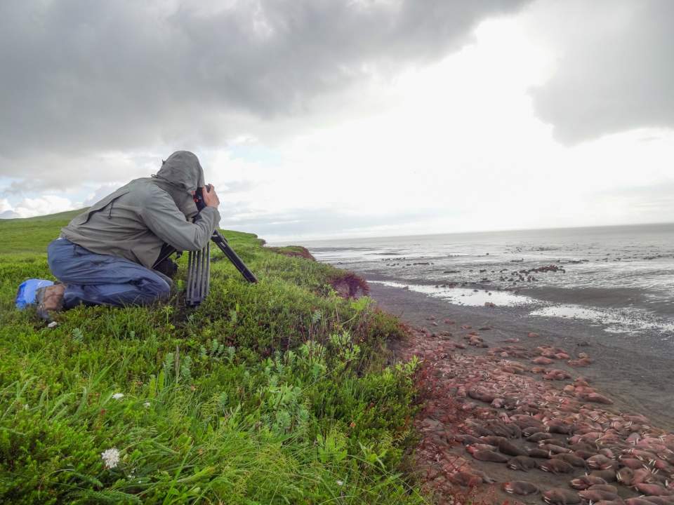 Someone in a rain jacket kneels in the grass to photograph Pacific Walrus on the beach with a camera on a tripod.