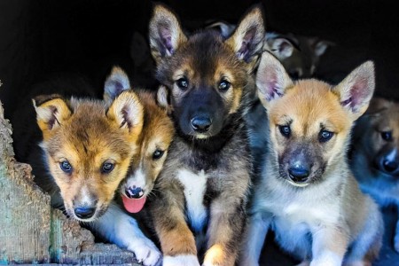 Turning Heads Kennel