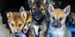 Turning Heads Kennel