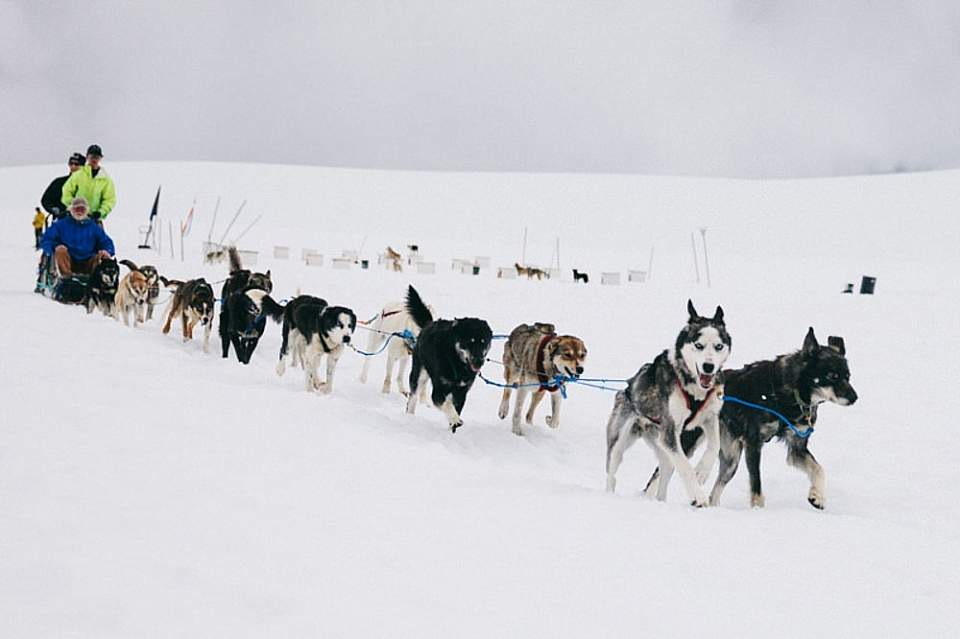 Sled dogs mushing through the snow.
