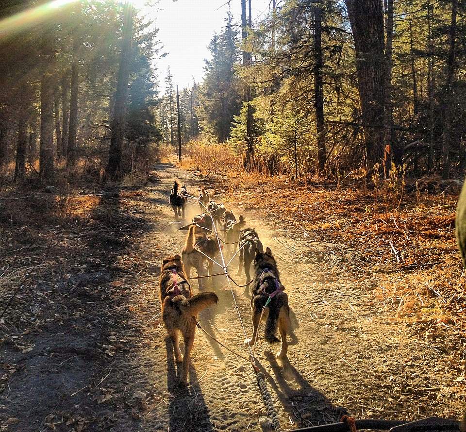 Sled dogs race down a forest trail in summer.