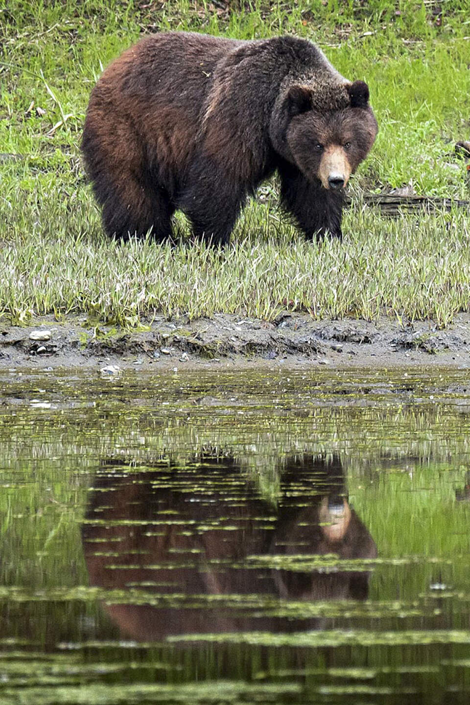 Wild Coast Excursions offers nearly two decades of expertise in guiding bear viewing tours