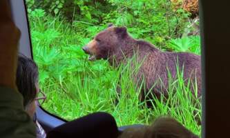 Wilderness island tour bears 2025 1