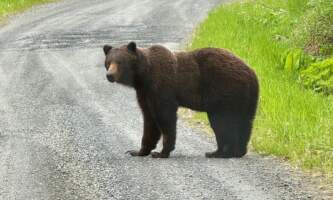 Wilderness island tour bears 2025 2