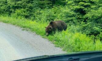 Wilderness island tour bears 2025 3