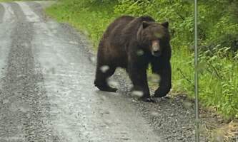 Wilderness island tour bears 2025 4