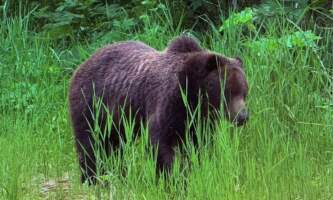 Wilderness island tour bears 2025 6