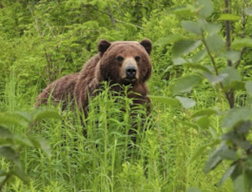 Experience the untouched wilderness of Southeast Alaska with knowledgeable local guides.