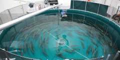 William Jack Hernandez Fish Hatchery