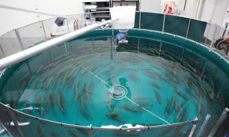 William jack hernandez sport fish hatchery alaska 4