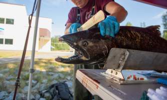 William jack hernandez sport fish hatchery alaska 5