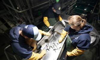 William jack hernandez sport fish hatchery alaska 7