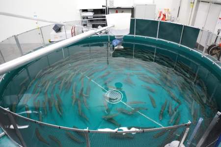 William Jack Hernandez Fish Hatchery