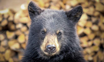 Taku Glacier Ldg Wings Airways IMG 8127 Holly