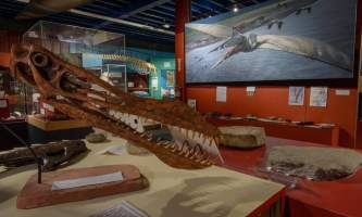 Alaska museum science nature pterosaur gallery