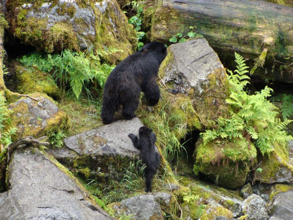 A black bear and her cub climb a rocky forest terrain.