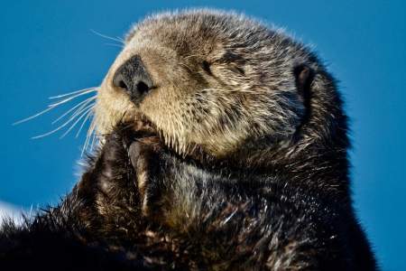 Sea Otter Viewing Cordova