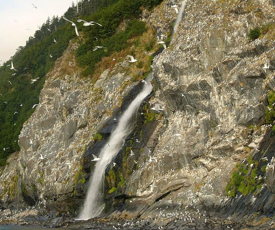 Kittiwake Rookery Falls in Prince William Sound