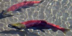 Salmon Viewing at Hatchery Creek