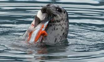 Ed pinsky seal VCVB alaska solomon gulch fish hatchery