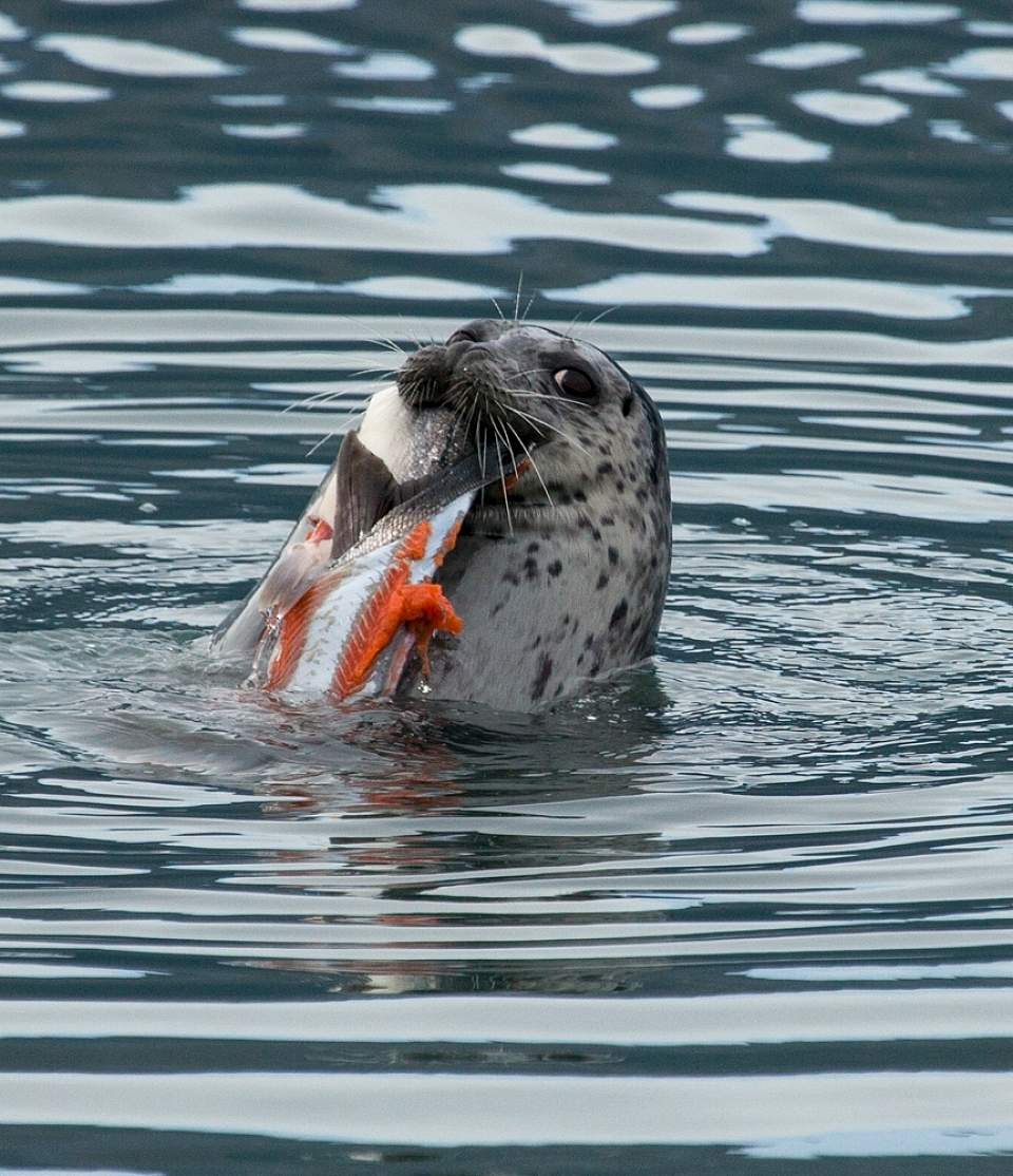 You may also spot sea lions and seals out in the water, swimming with fish in their mouths.