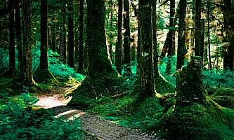 Alaska parks trails Bartlett Cove Forest