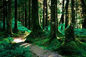 Alaska parks trails Bartlett Cove Forest